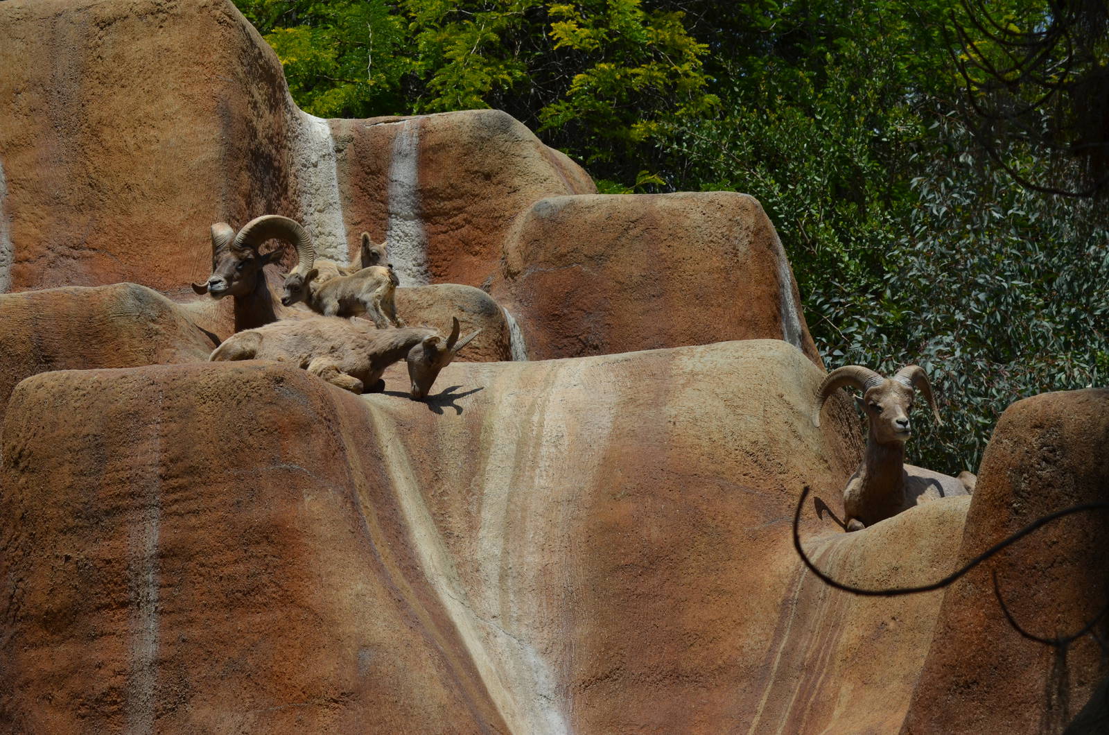 Desert Bighorn Sheep