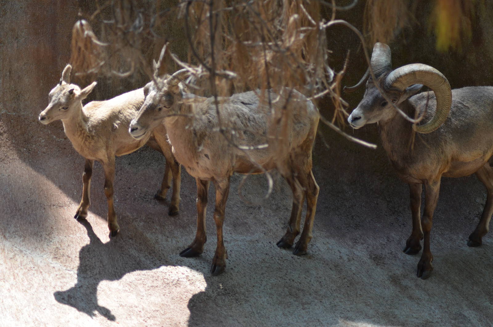 Desert Bighorn Sheep