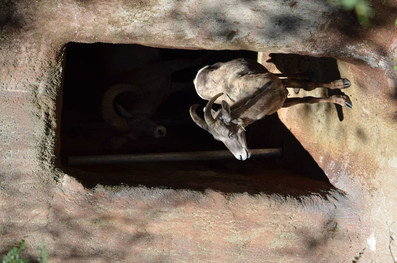 Desert Bighorn Sheep
