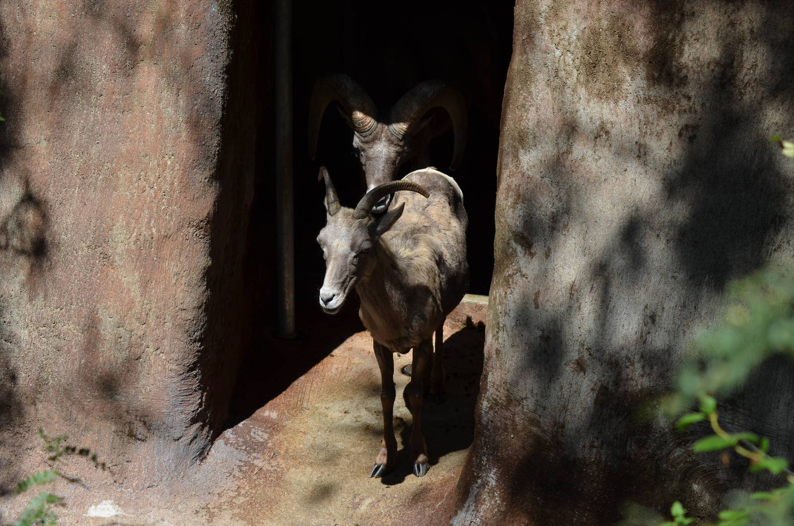 Desert Bighorn Sheep
