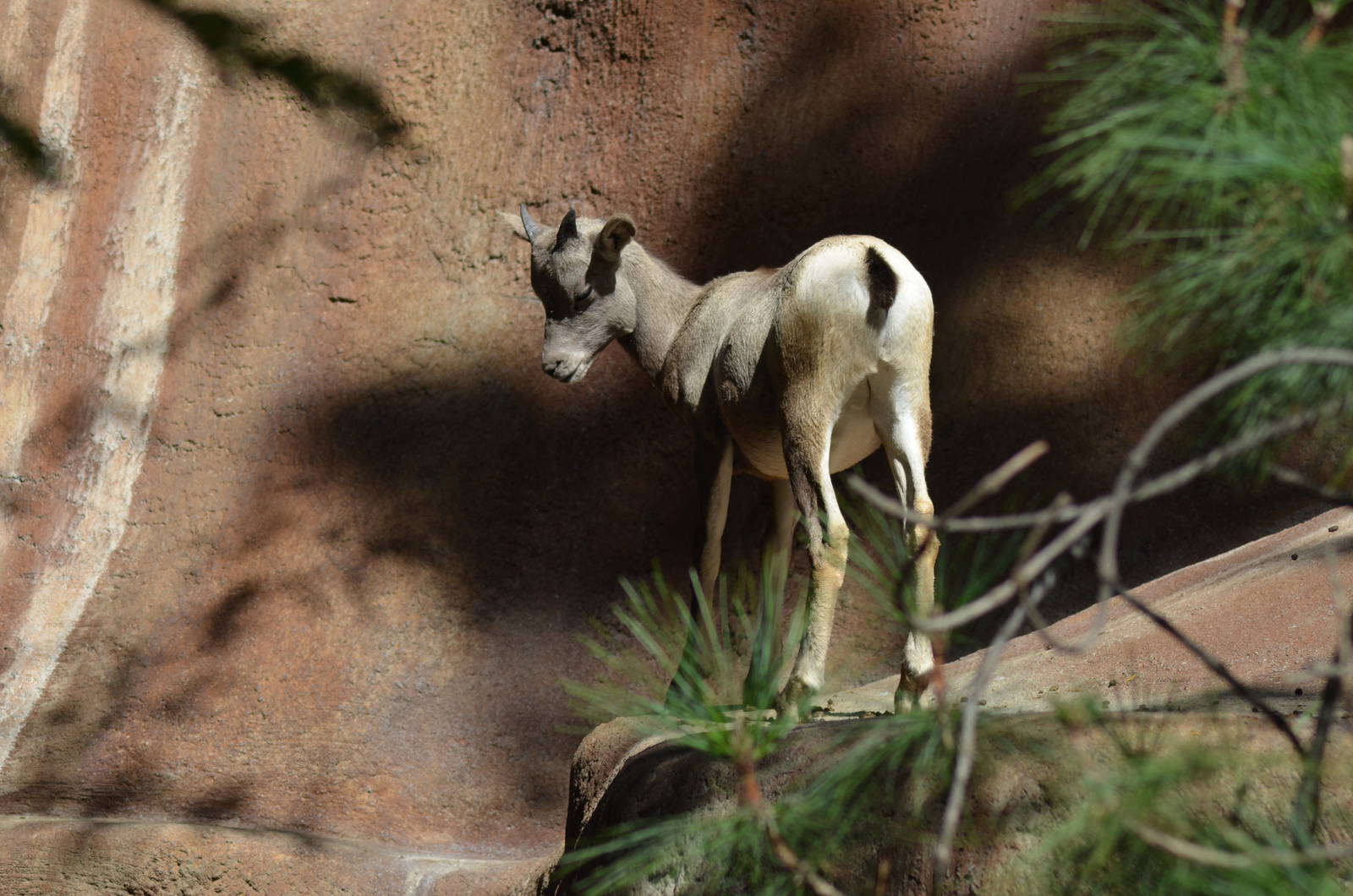 Desert Bighorn Sheep