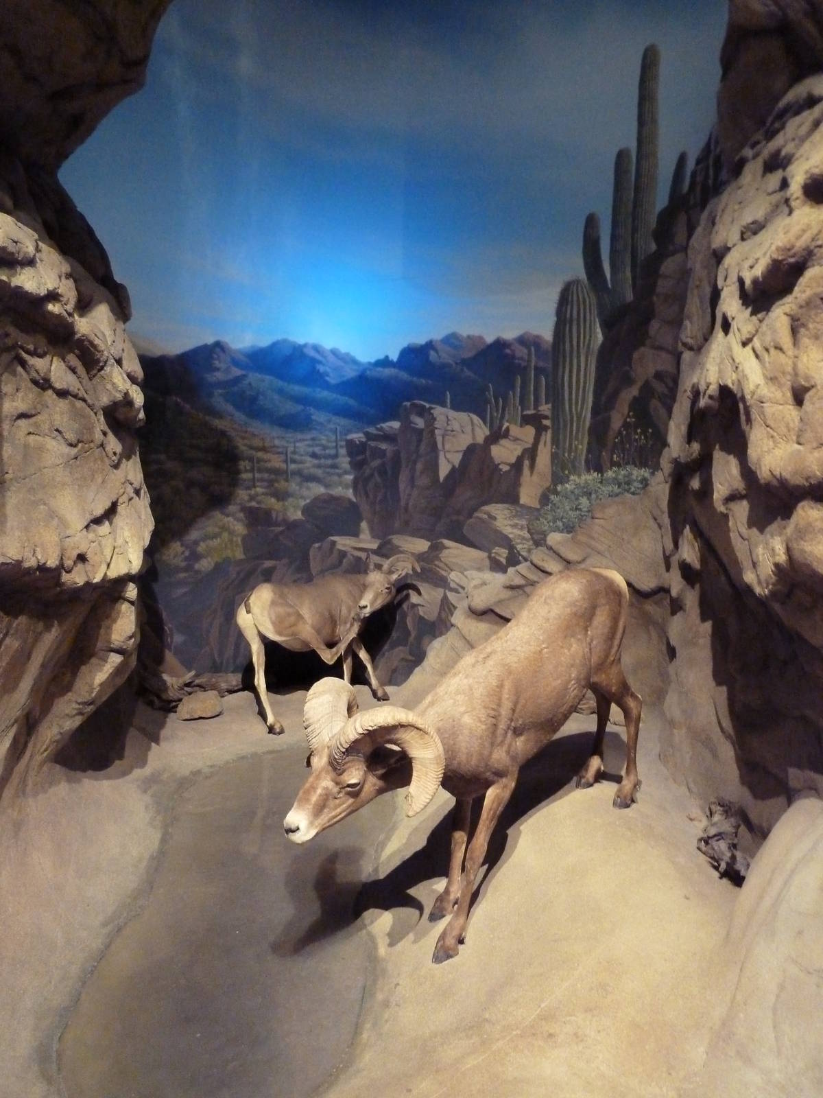 Desert Bighorn Sheep