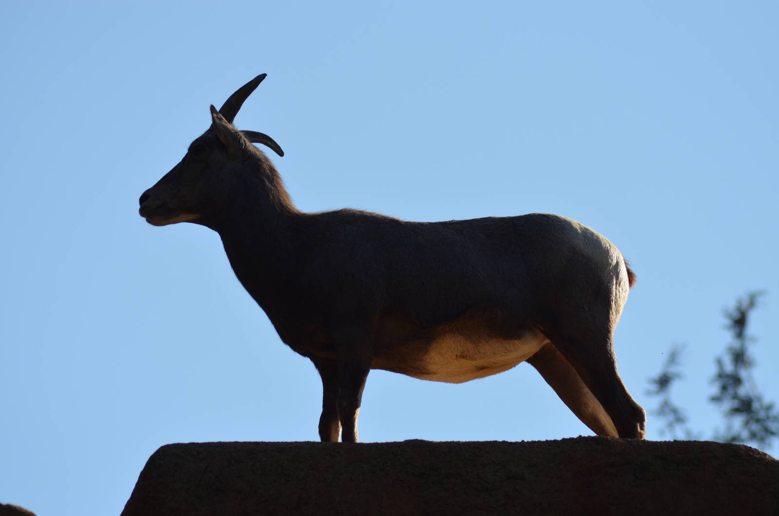 Desert Bighorn Sheep