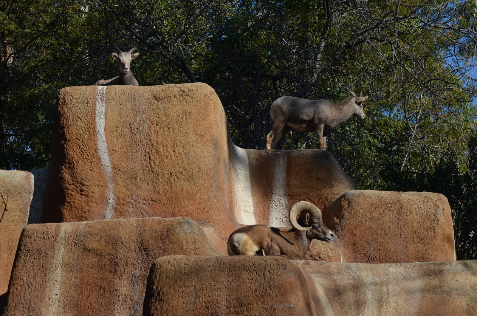 Desert Bighorn Sheep