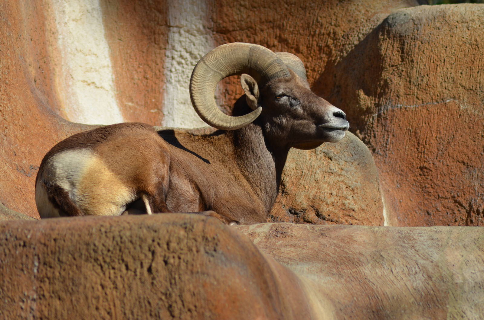 Desert Bighorn Sheep