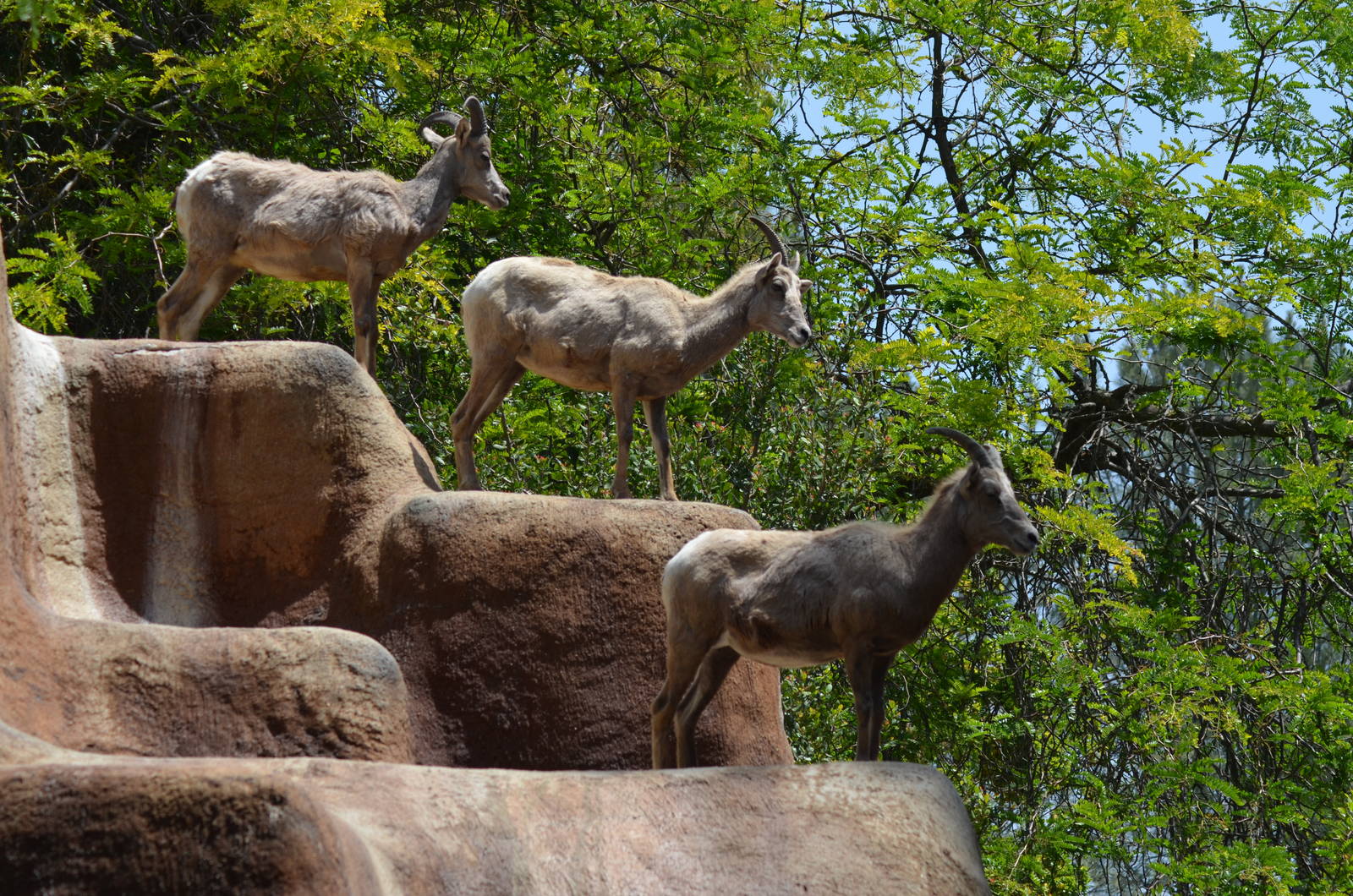 Desert Bighorn Sheep