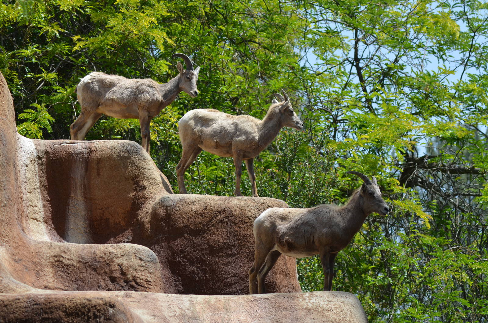 Desert Bighorn Sheep