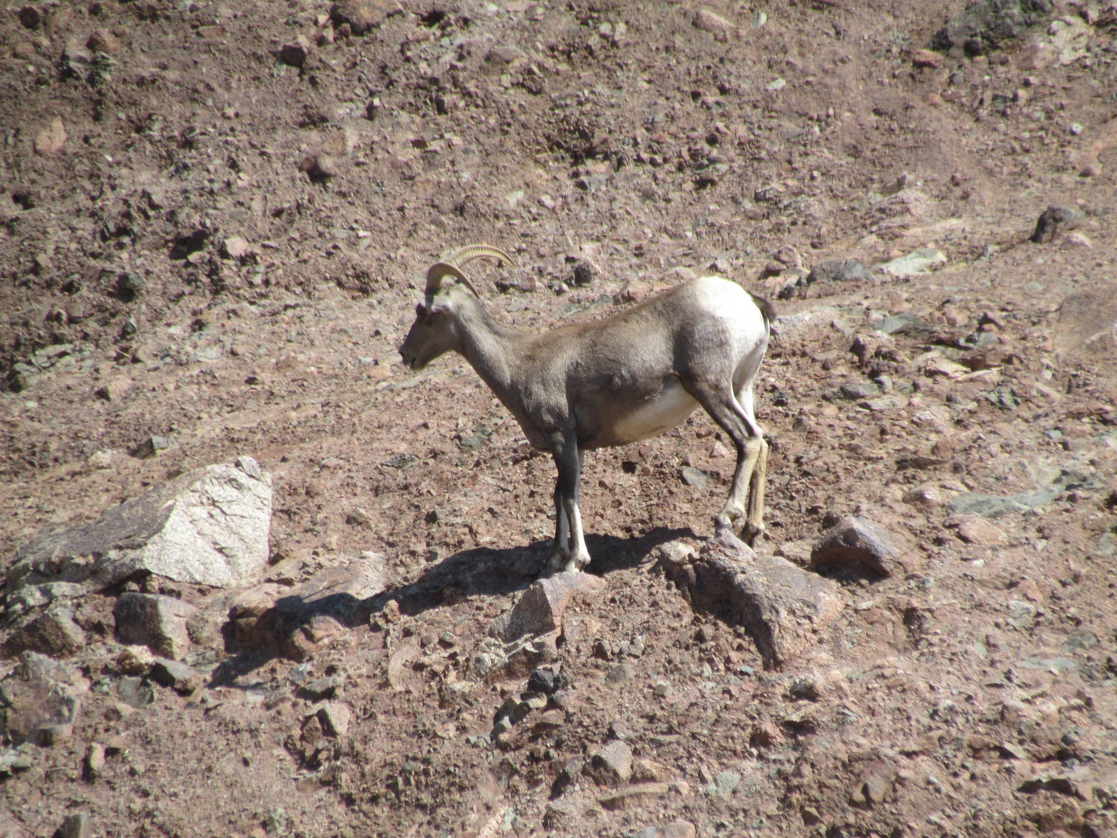 Desert Bighorn Sheep