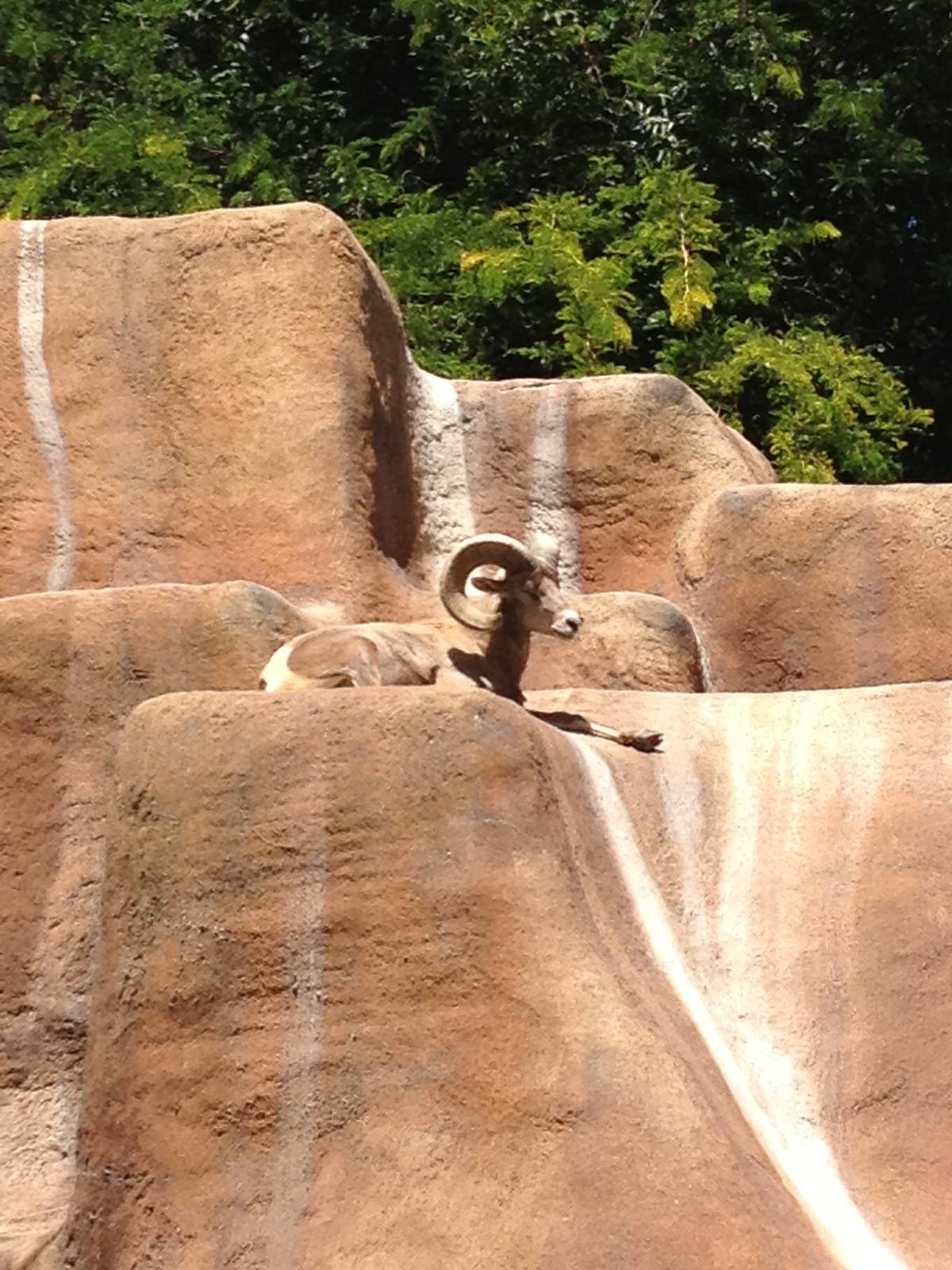 Desert bighorn sheep