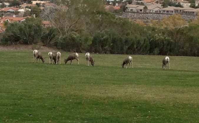 Desert Bighorn Sheep