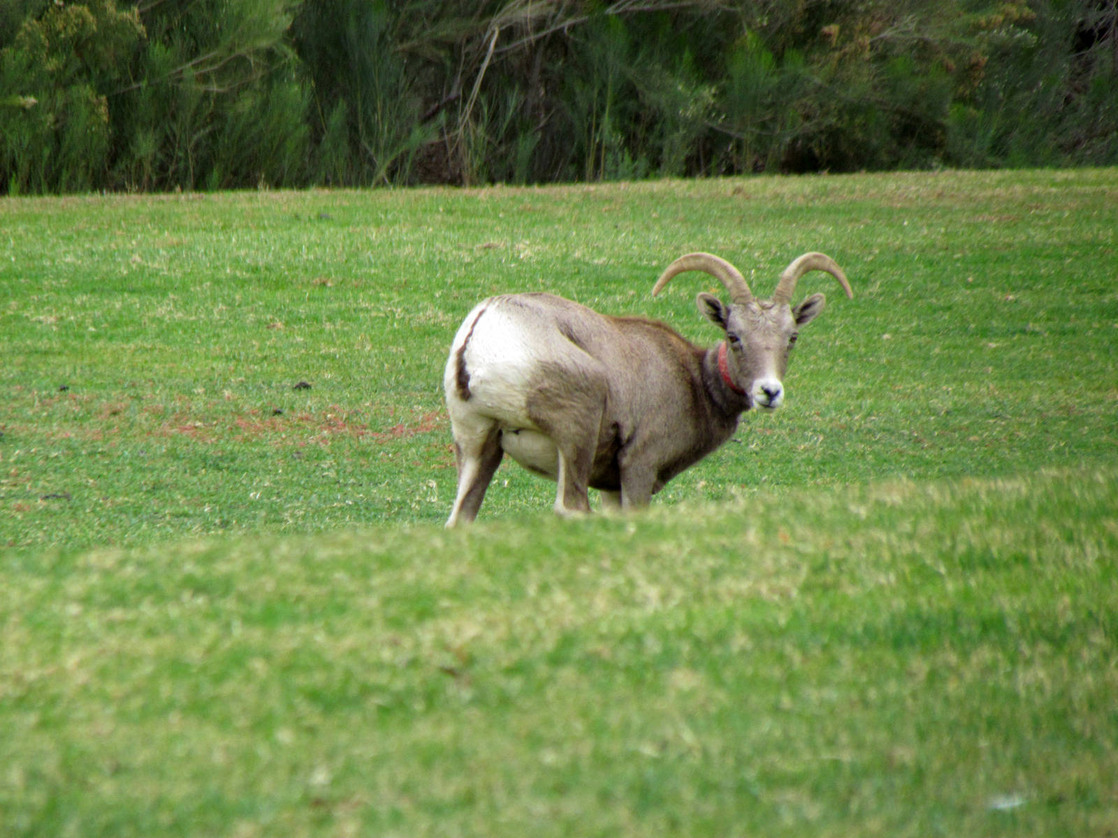 Desert Bighorn Sheep