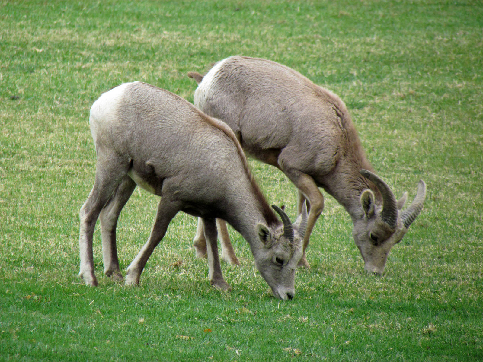 Desert Bighorn Sheep