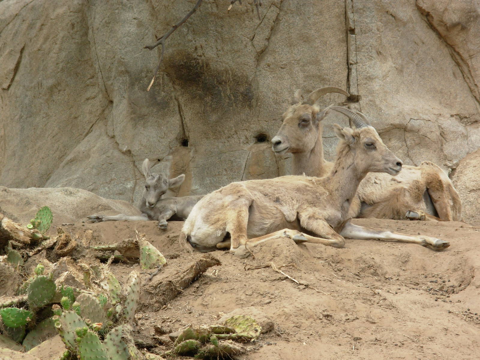 Desert Bighorn Sheep