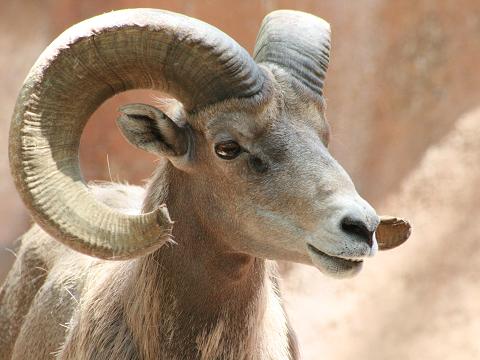 Desert Bighorn Sheep