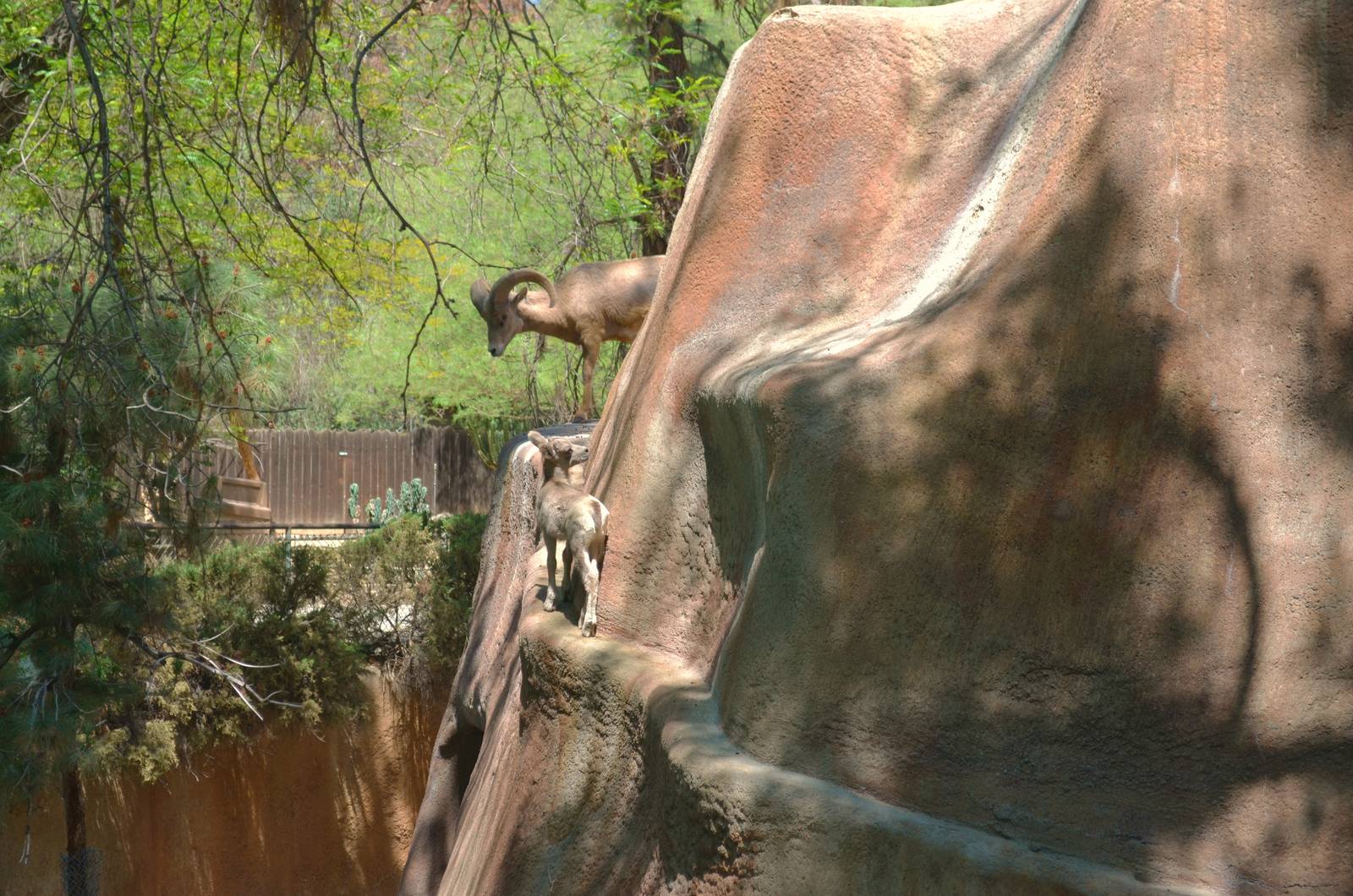 Desert Bighorn Sheep