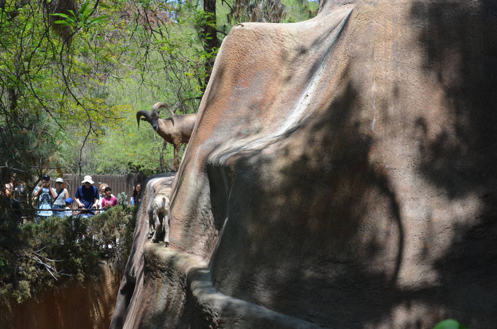 Desert Bighorn Sheep