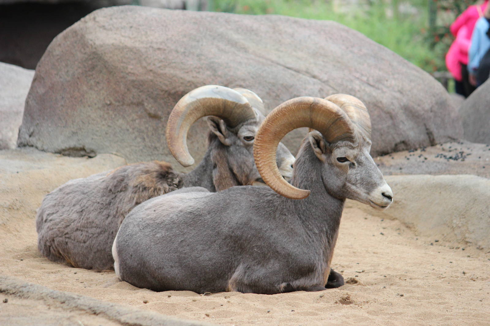 Desert bighorn sheep