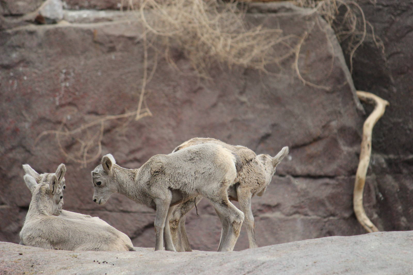 Desert bighorn sheep
