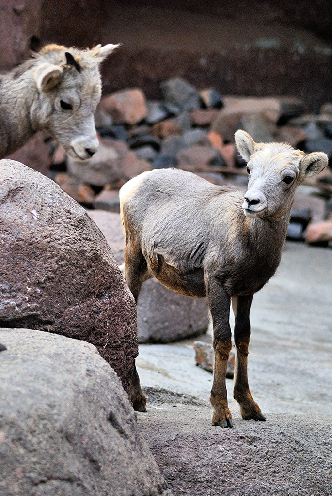 Desert bighorn sheep