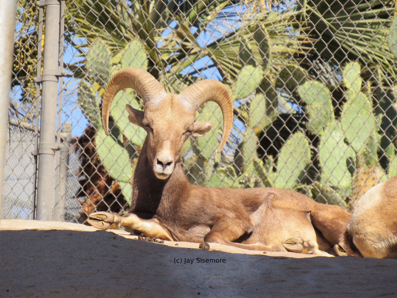 Desert Bighorn Sheep