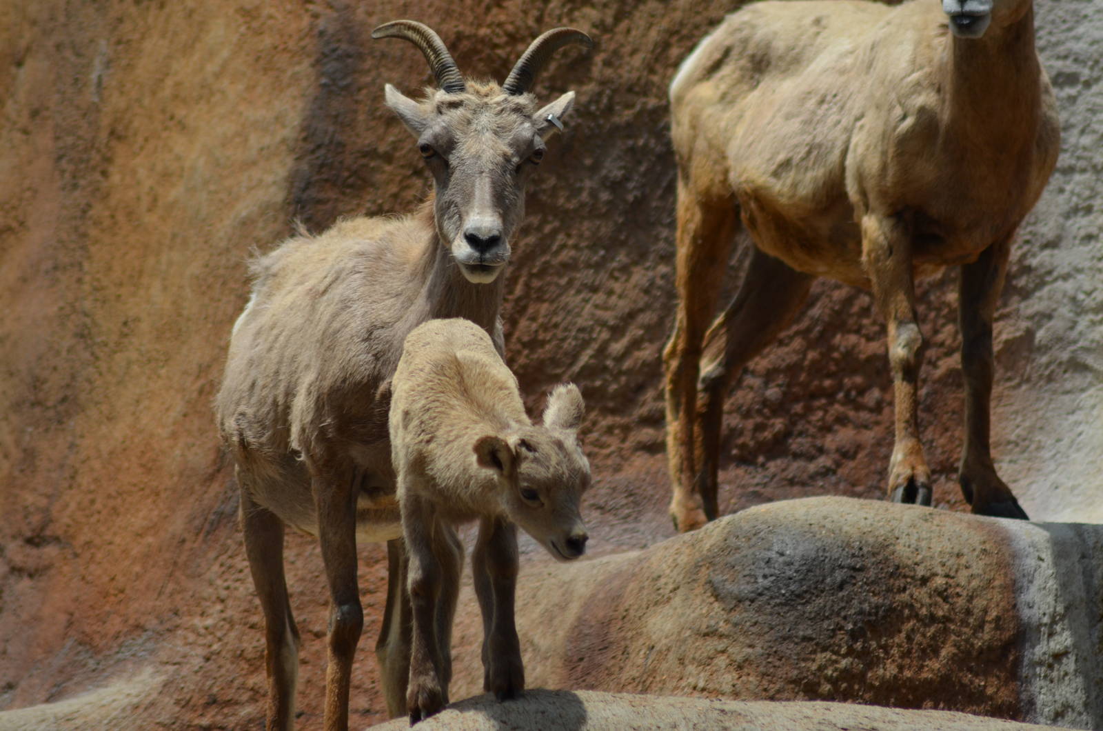 Desert Bighorn Sheep