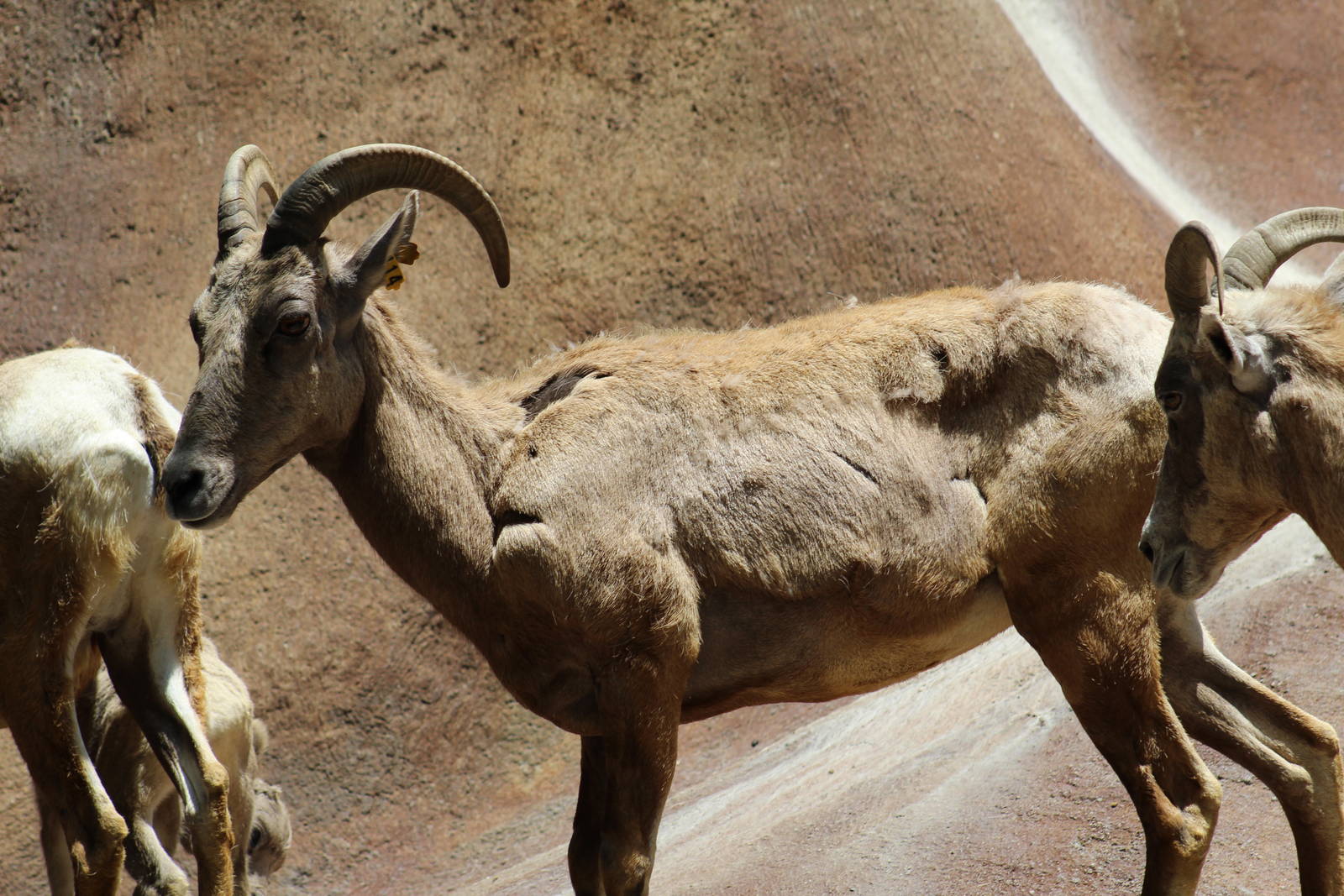Desert Bighorn Sheep