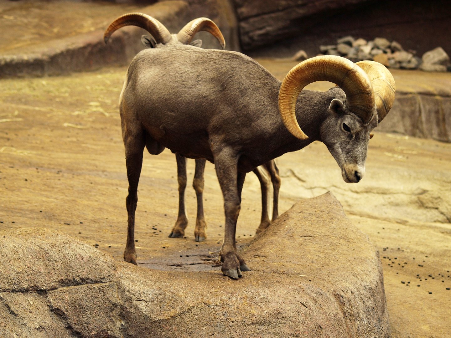 Desert bighorn sheep
