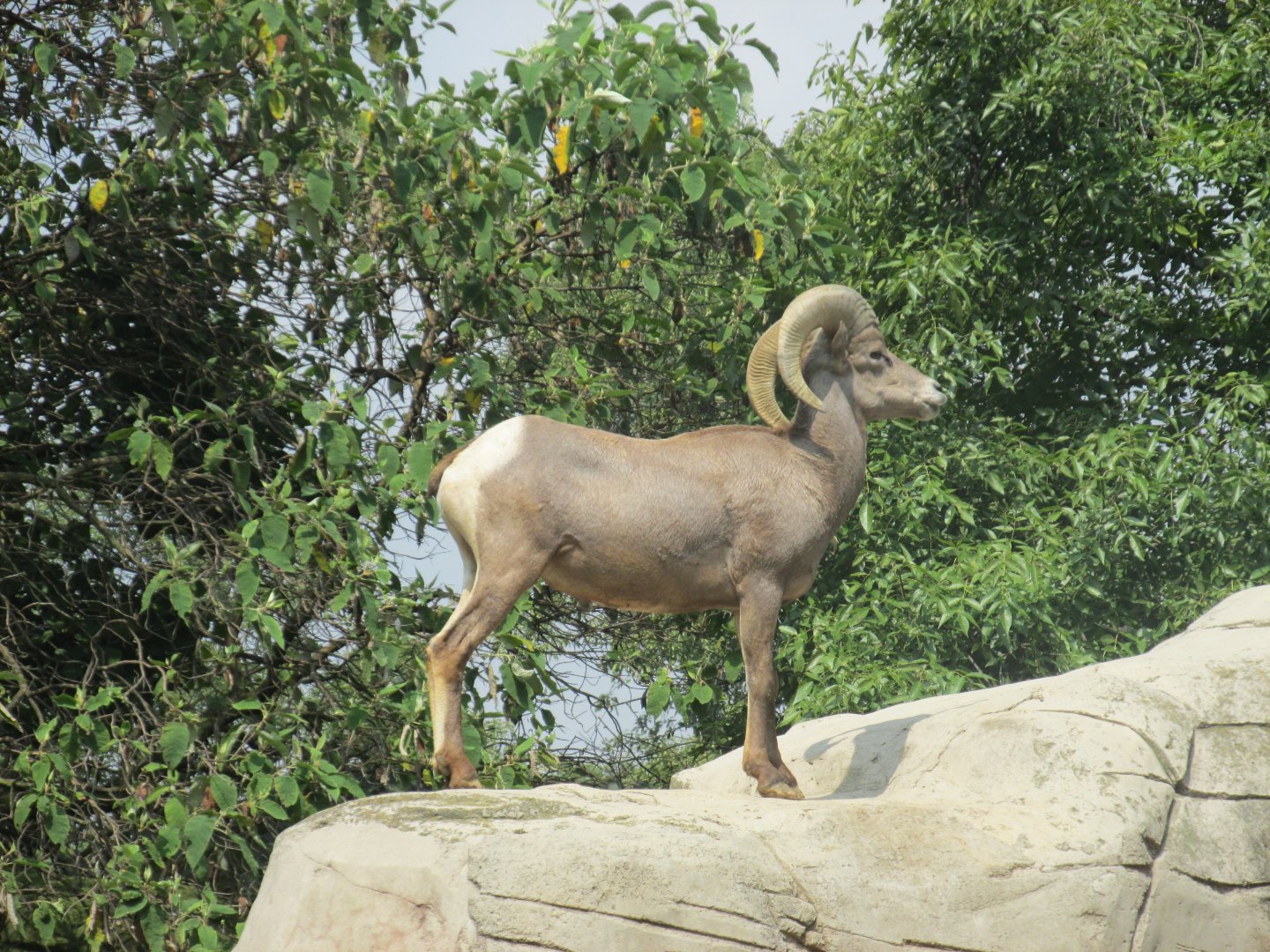 desert bighorn sheep