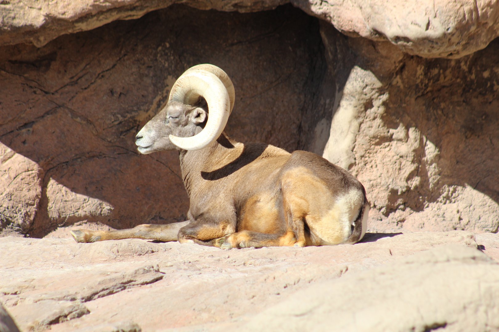 Desert Bighorn Sheep