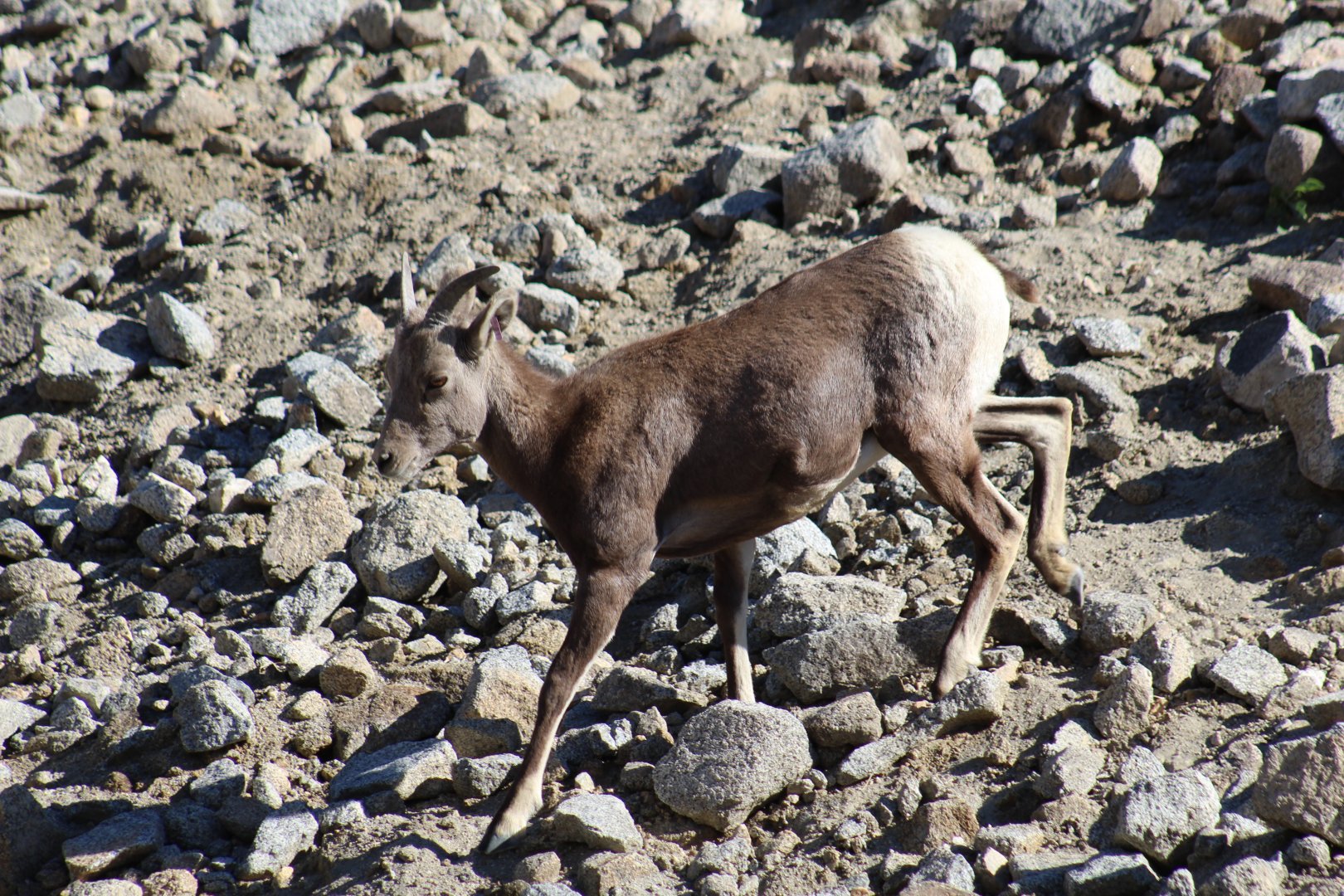 Desert Bighorn Sheep