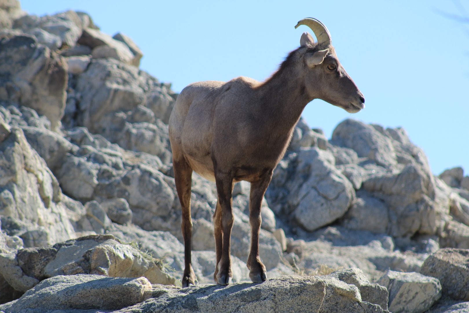 Desert Bighorn Sheep