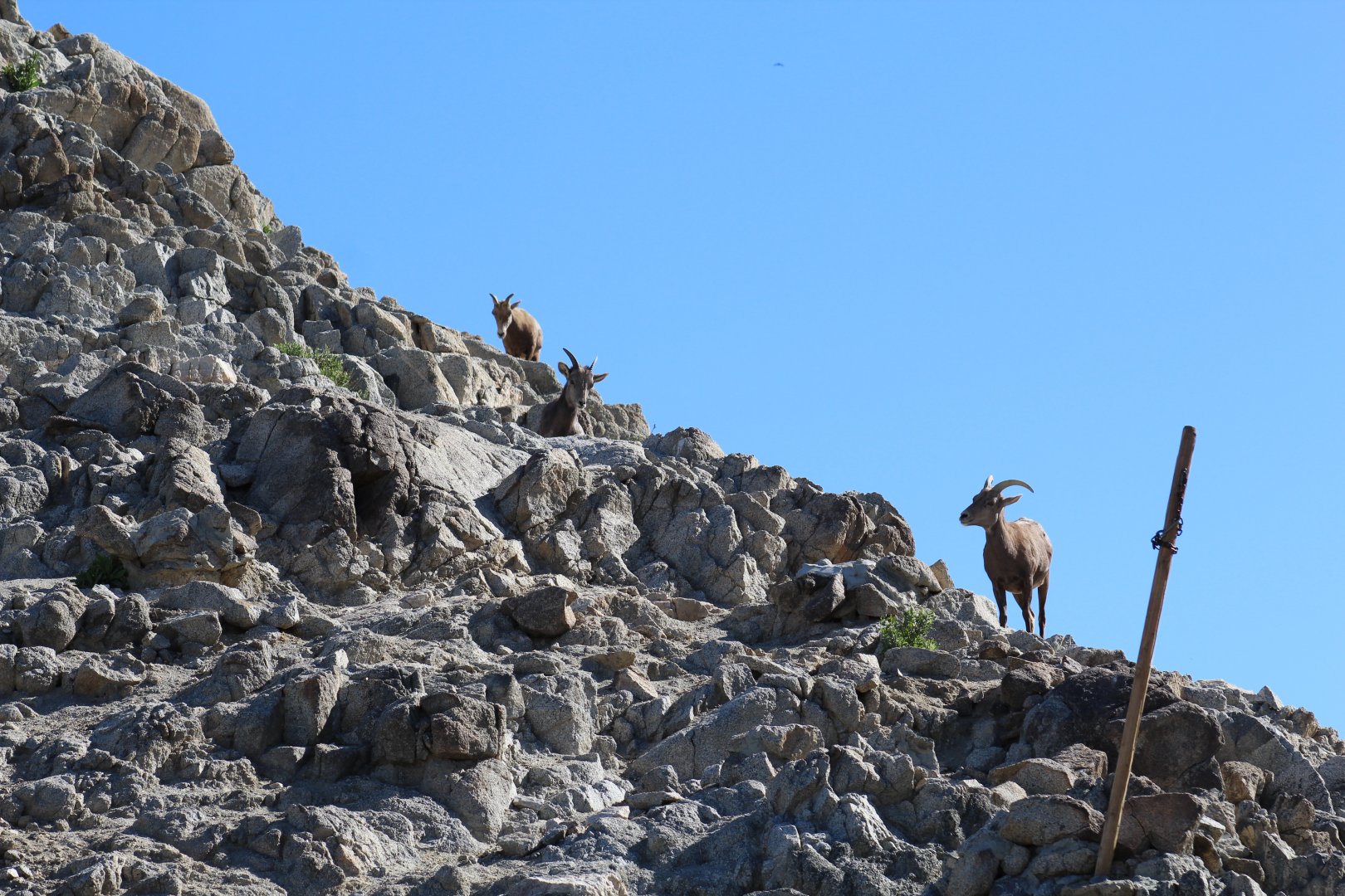 Desert Bighorn Sheep