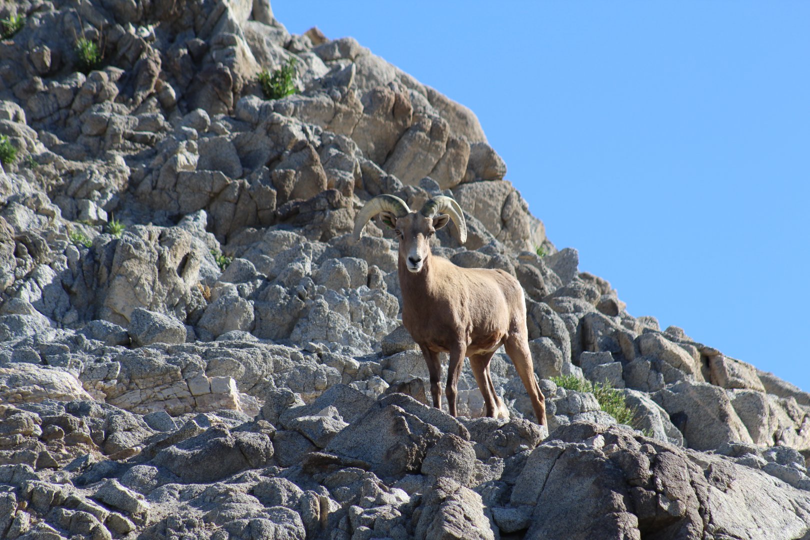 Desert Bighorn Sheep
