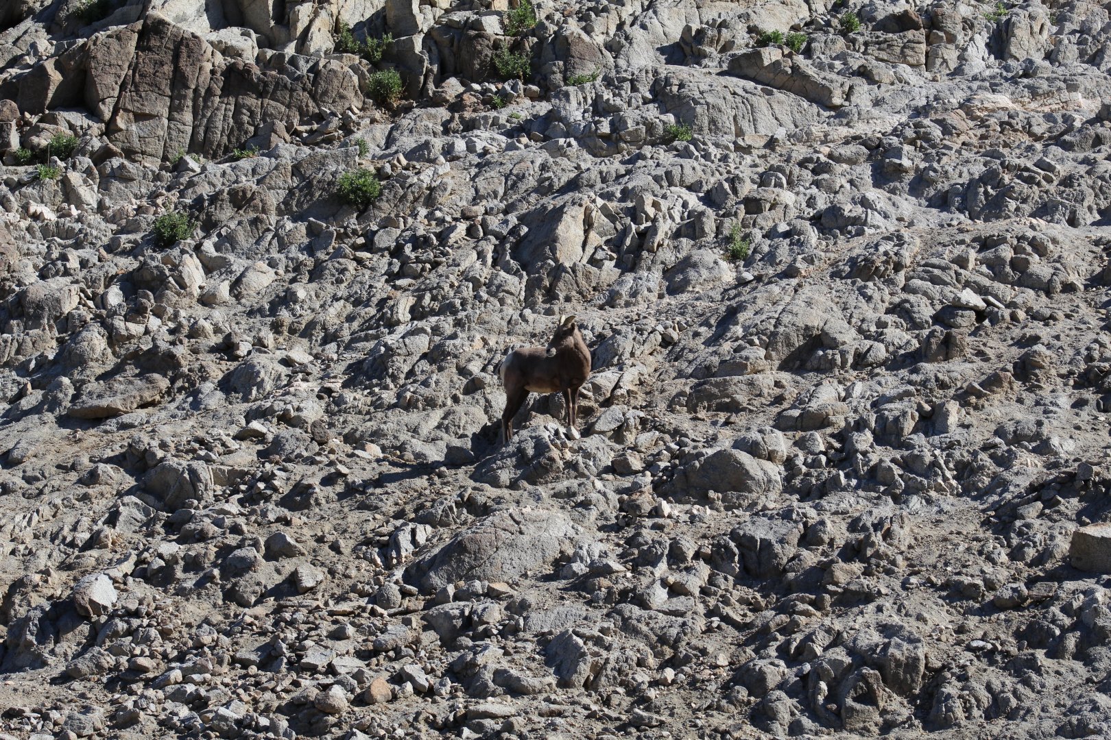 Desert Bighorn Sheep