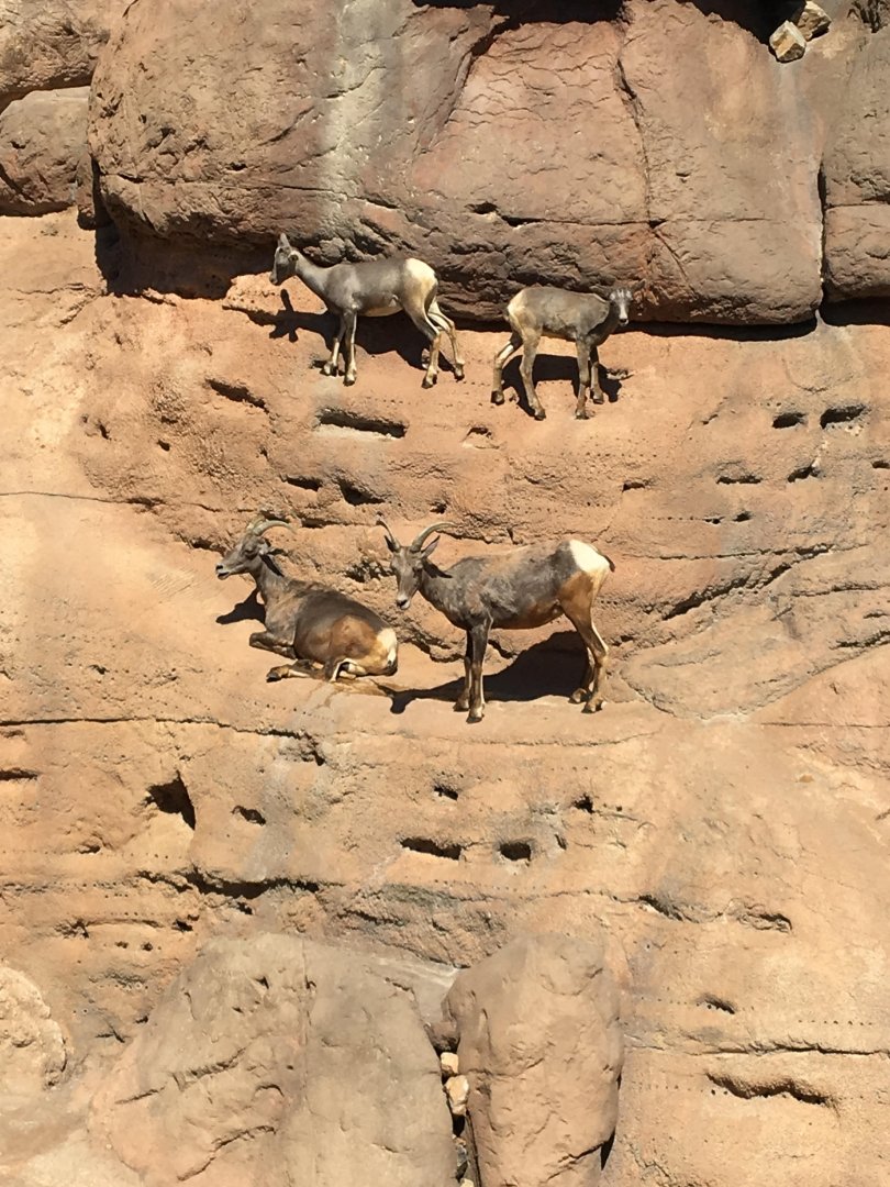 Desert bighorn sheep