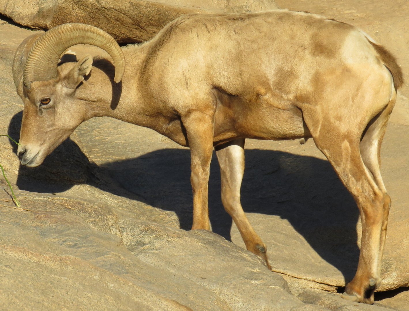 Desert bighorn sheep