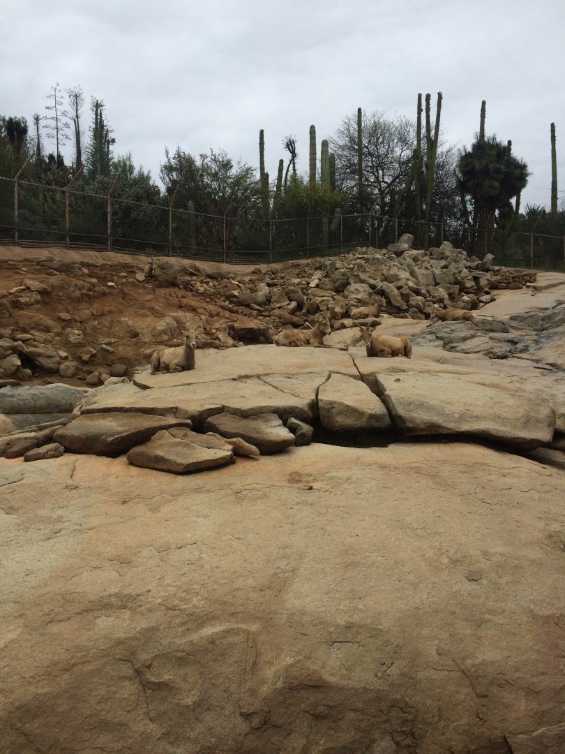 Desert Bighorn Sheep