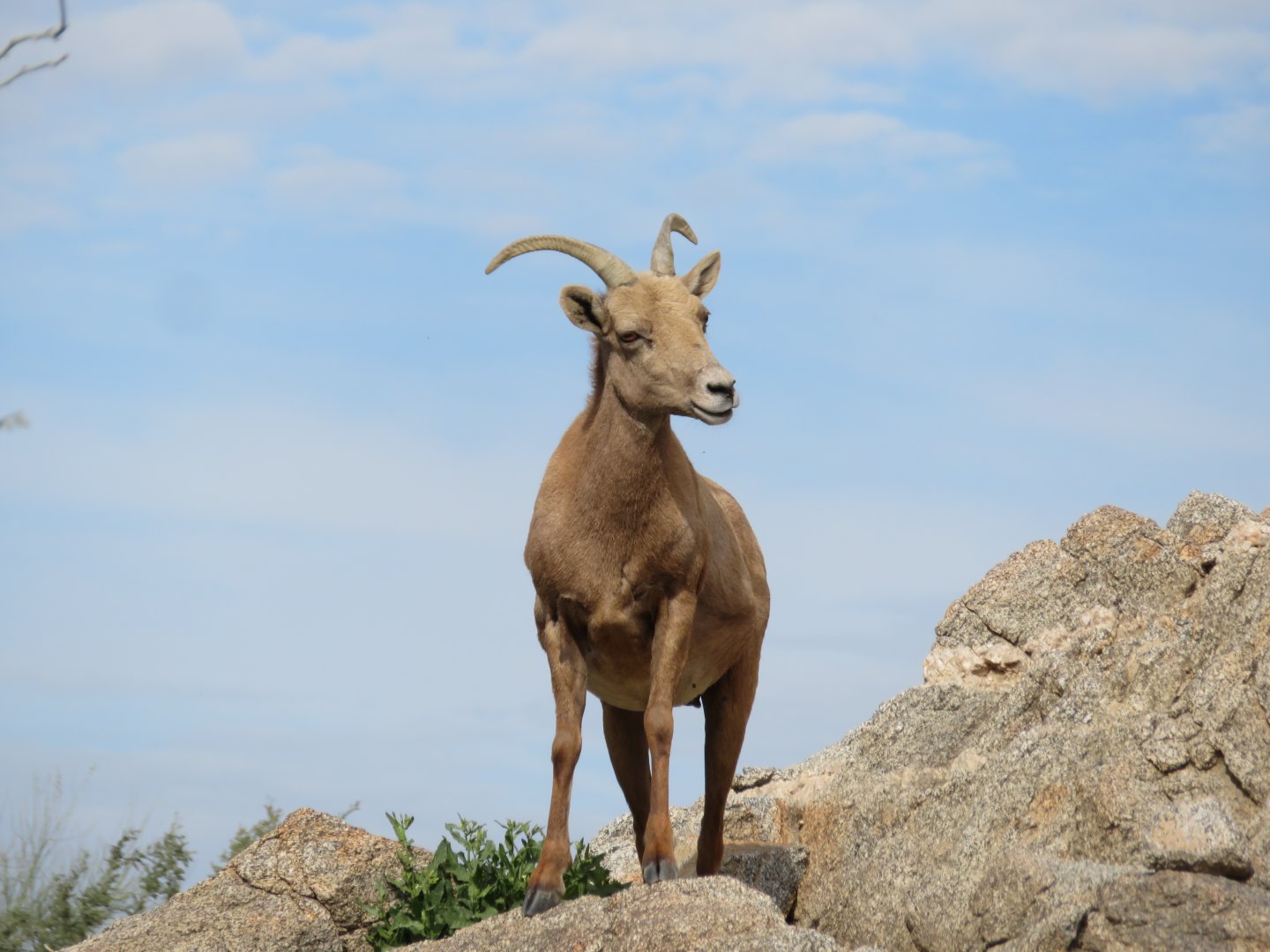 Desert Bighorn Sheep