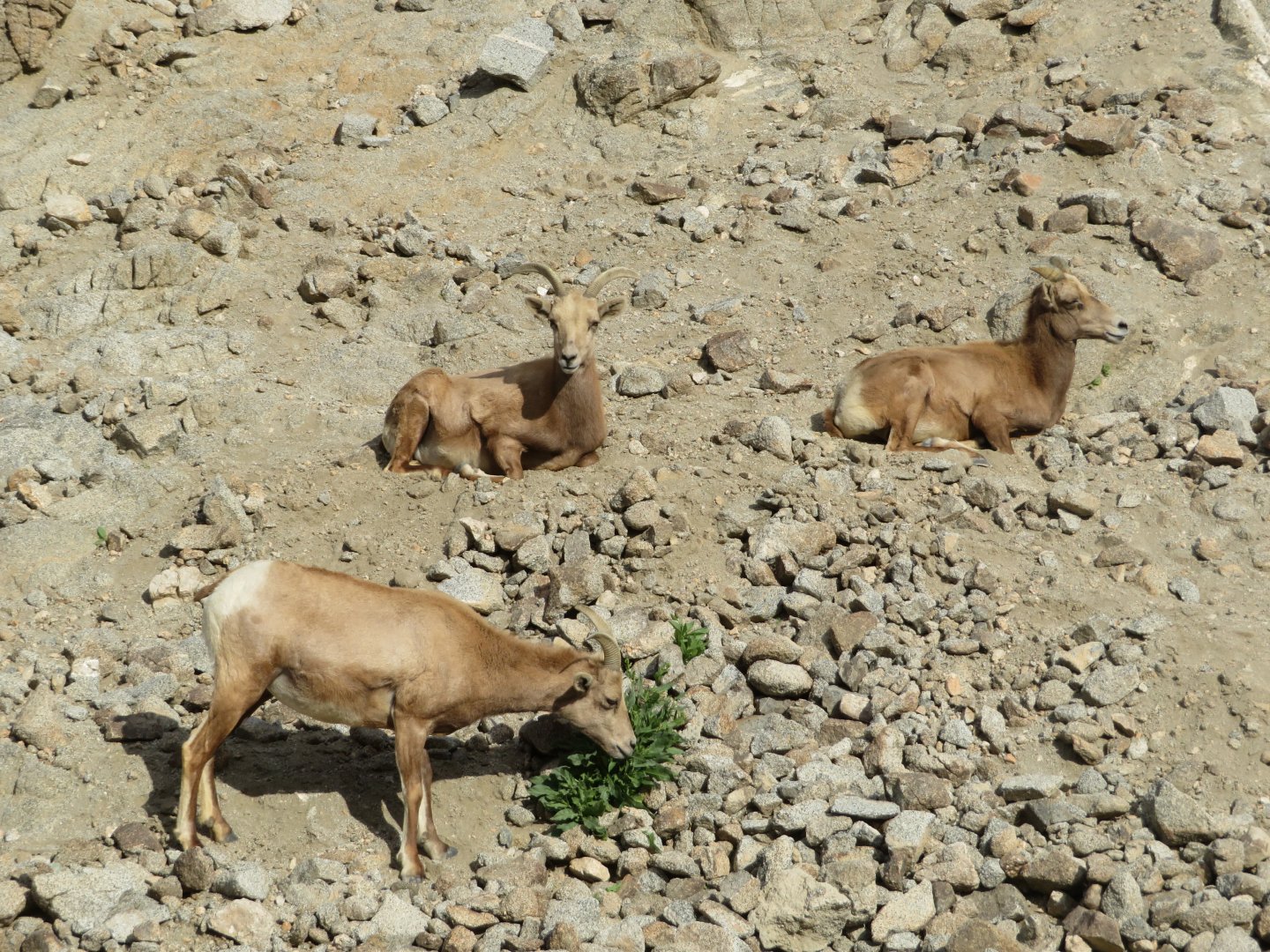 Desert Bighorn Sheep