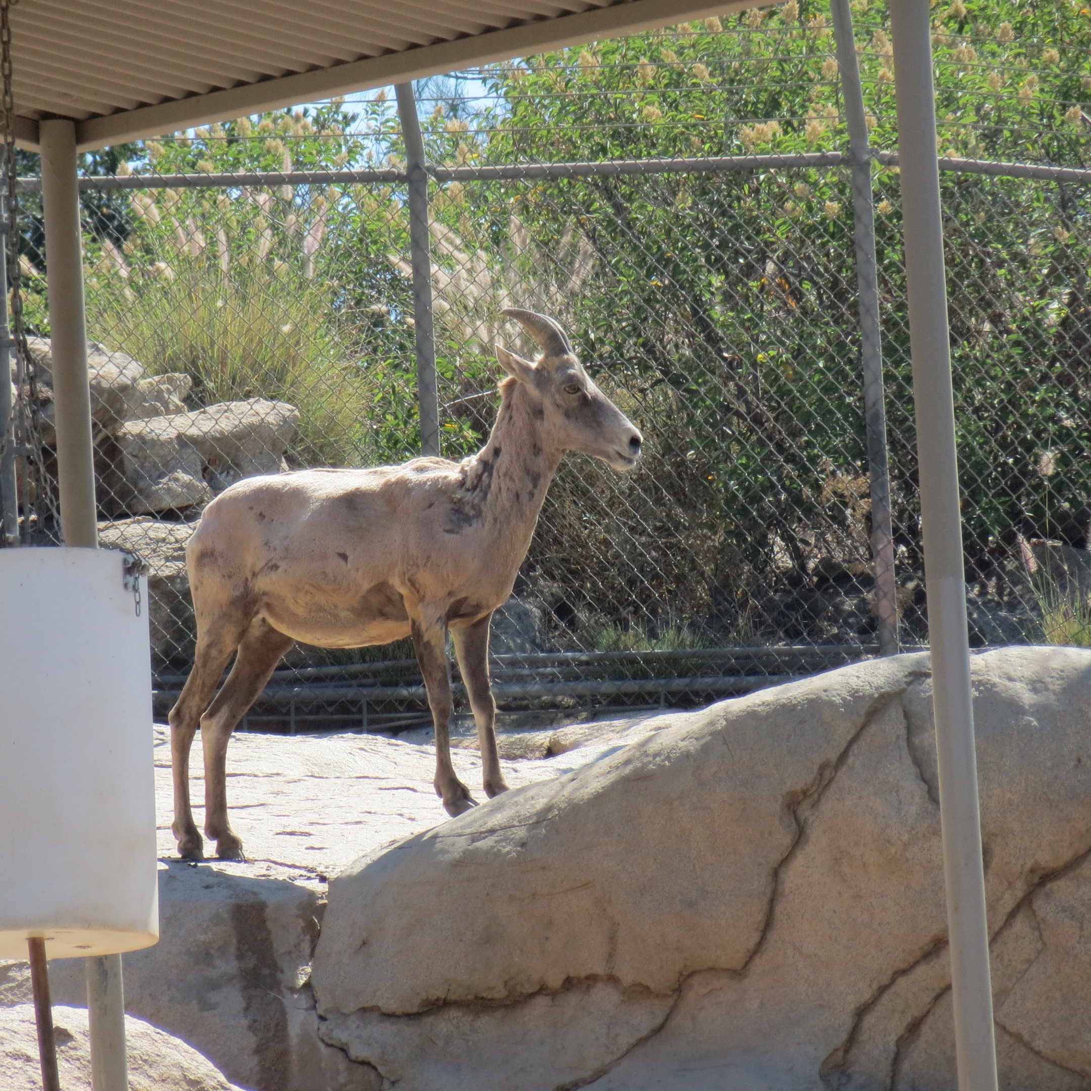 Desert Bighorn Sheep