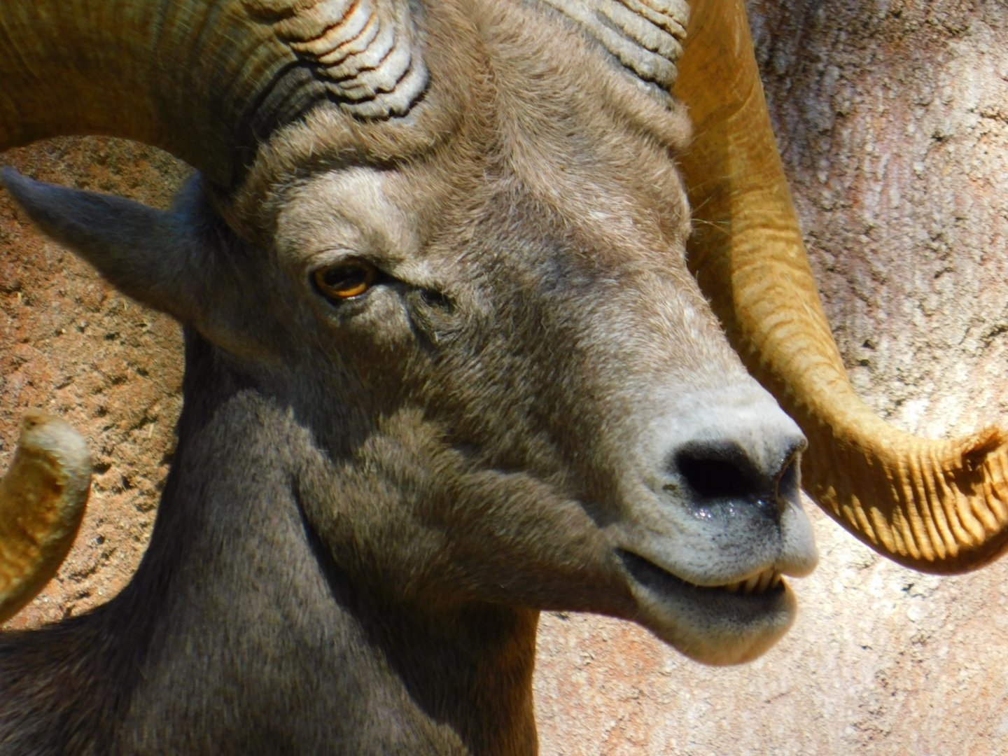 Desert Bighorn Sheep