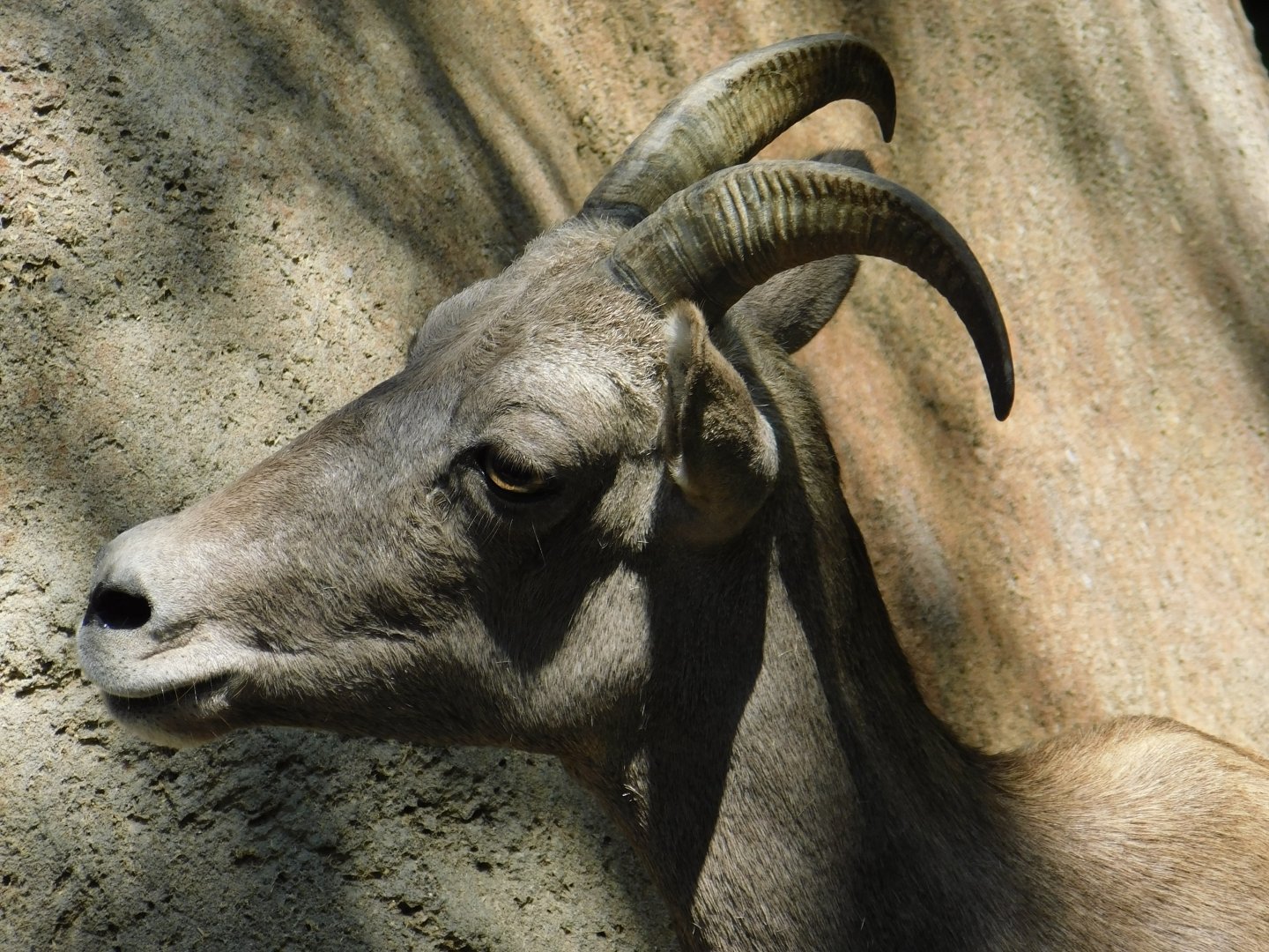 Desert Bighorn Sheep