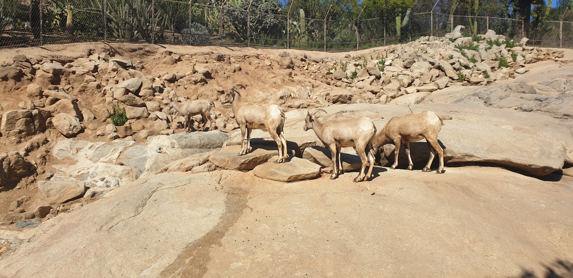 Desert Bighorn Sheep