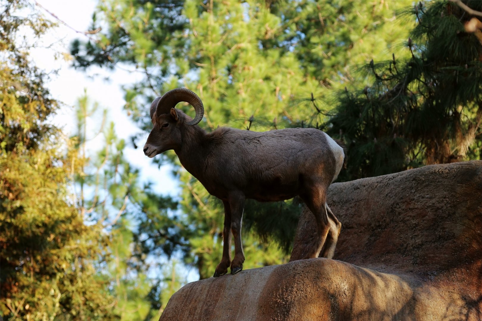 Desert Bighorn Sheep