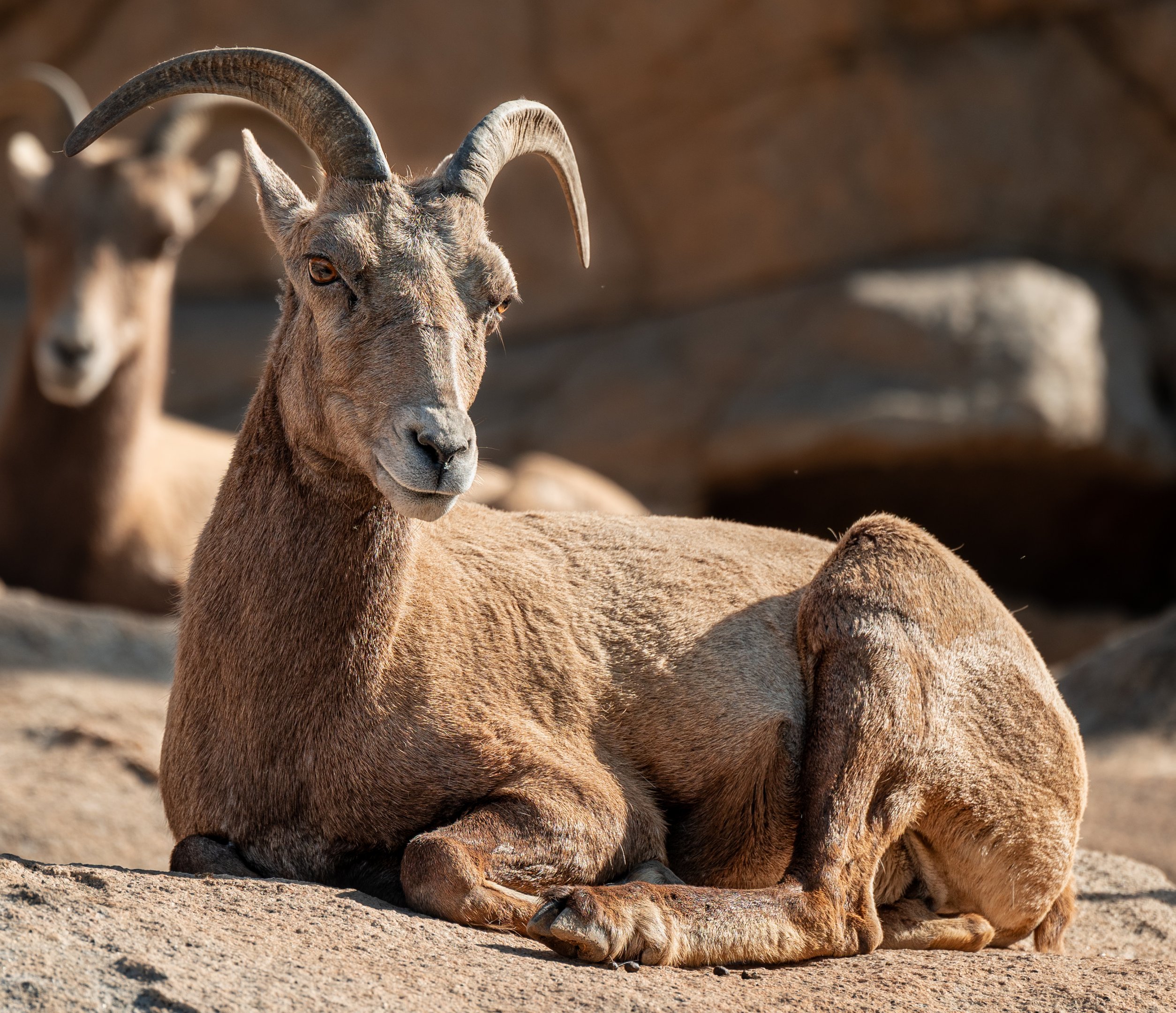 Desert Bighorn Sheep