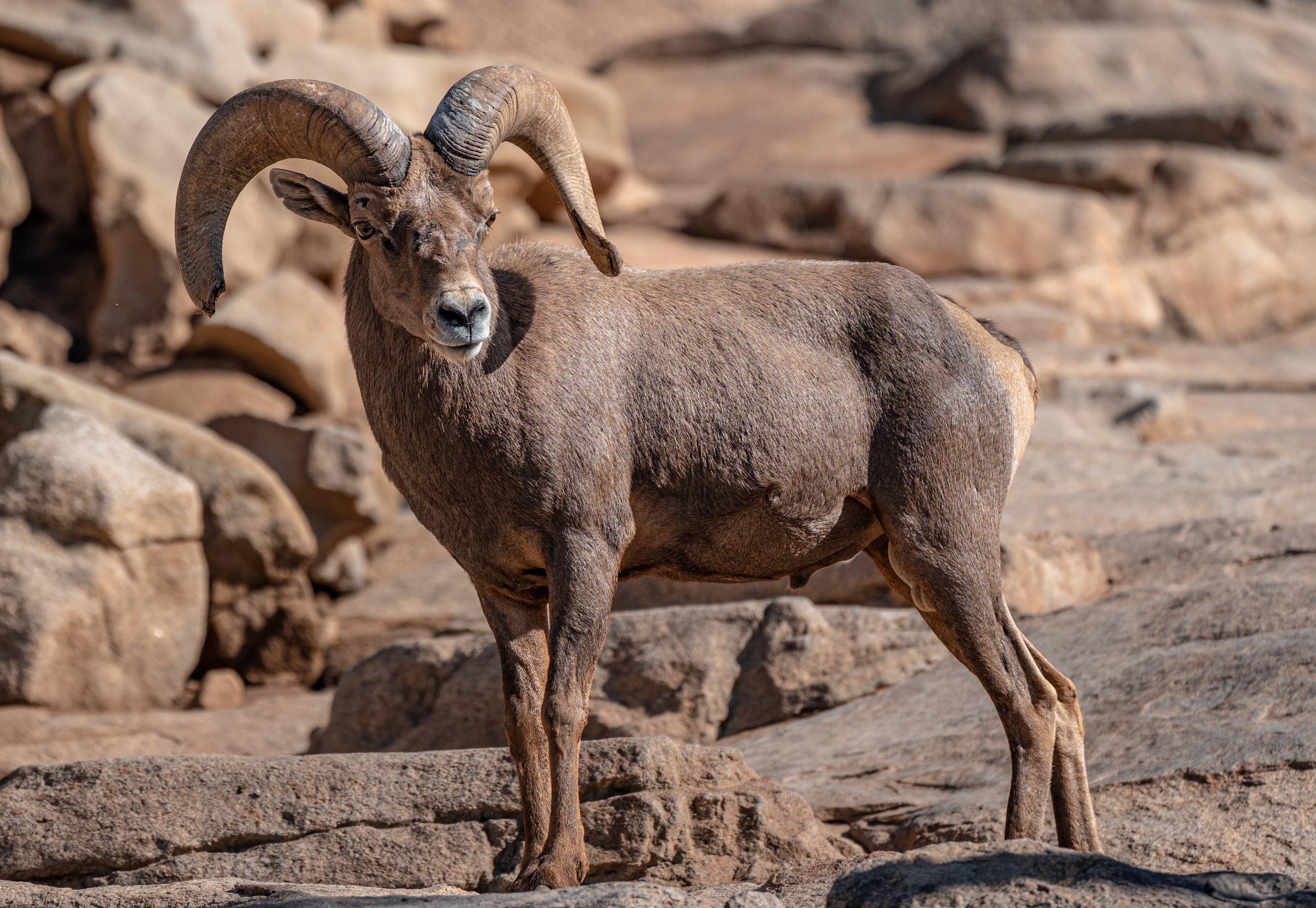 Desert Bighorn Sheep