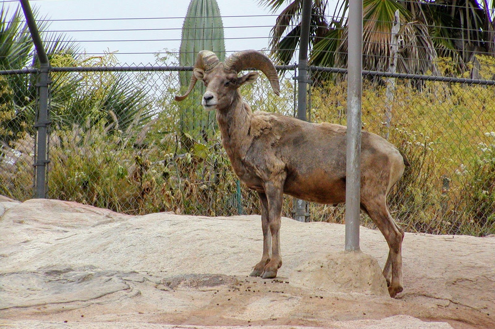 Desert Bighorn Sheep