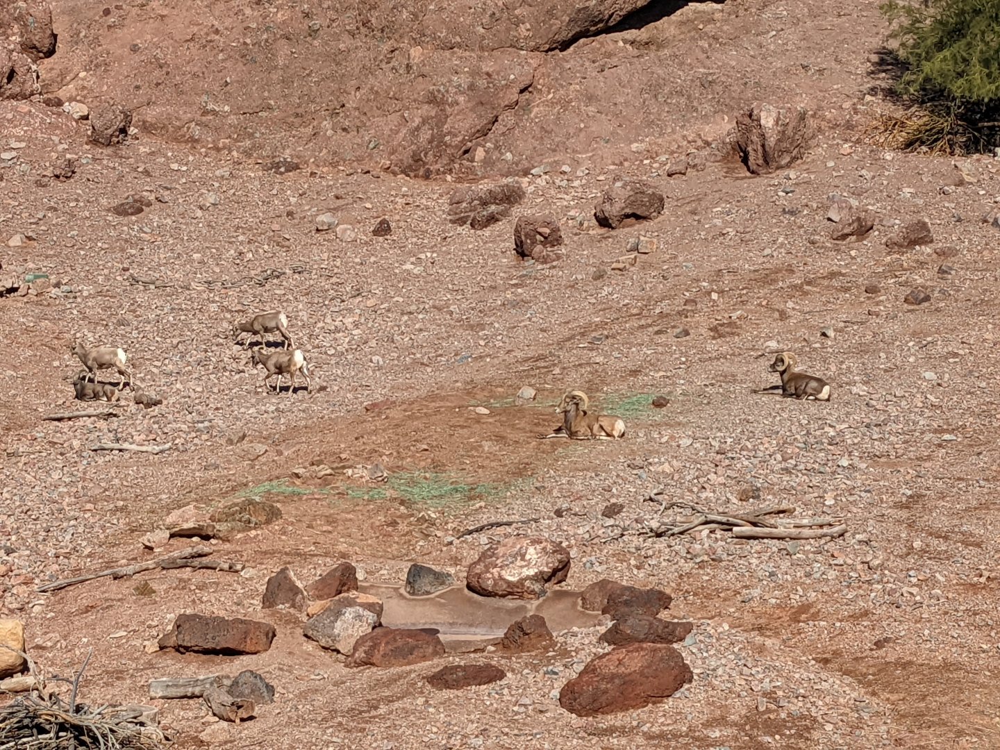 Desert Bighorn sheep