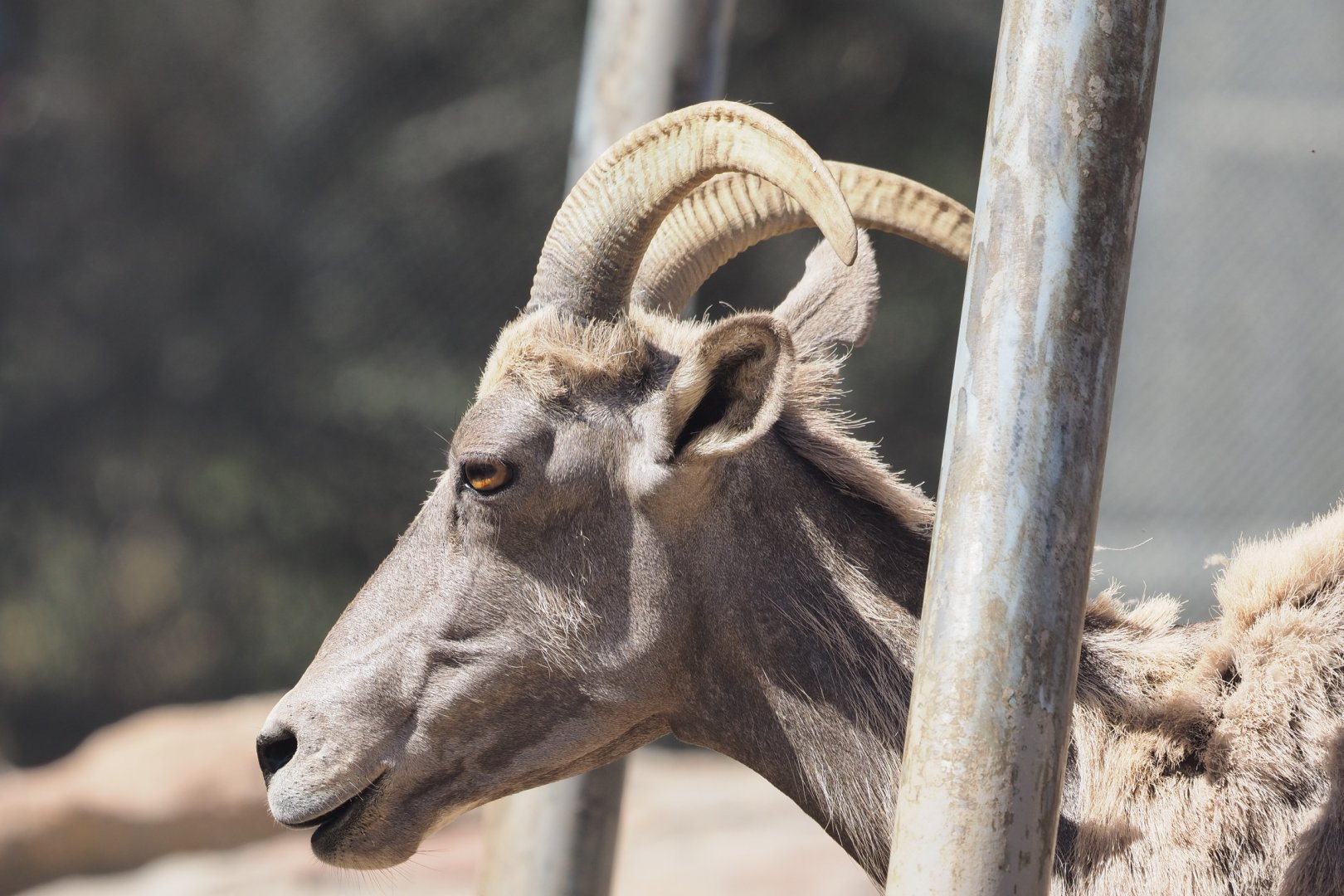 Desert bighorn sheep
