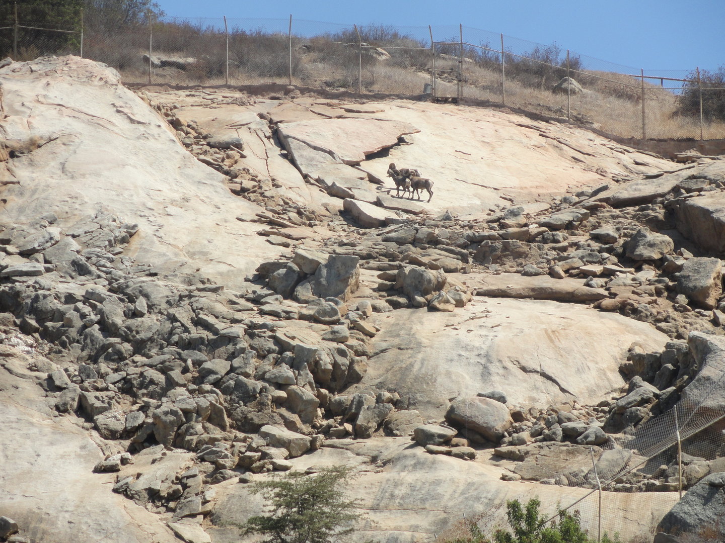 Desert Bighorn Sheep